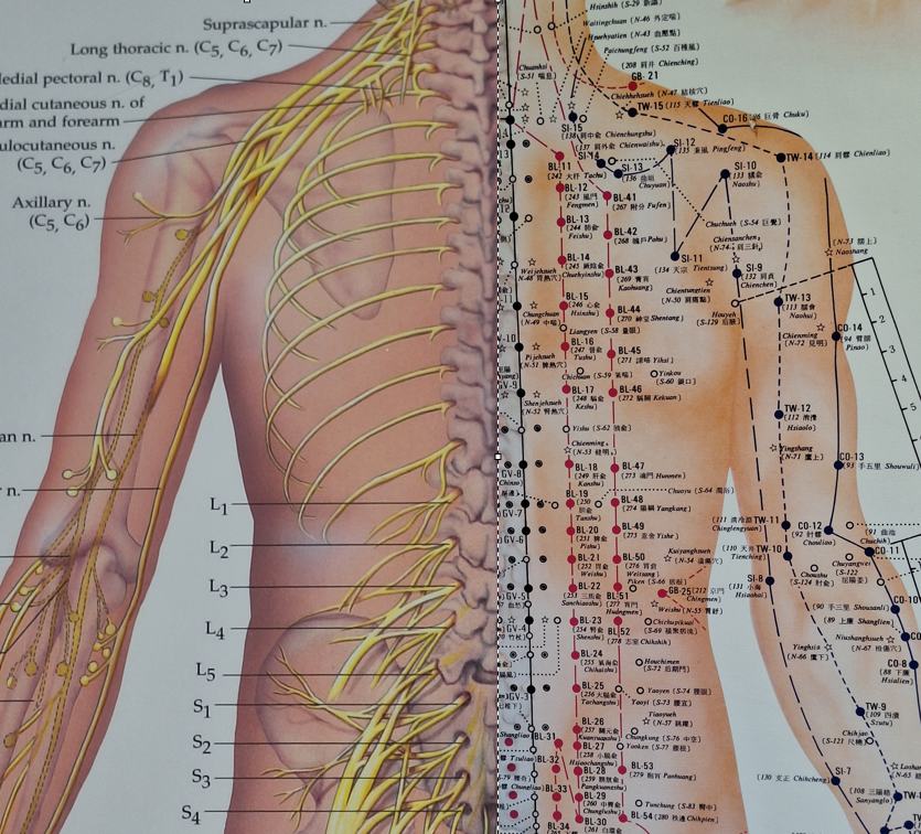 Fertility Acupuncture