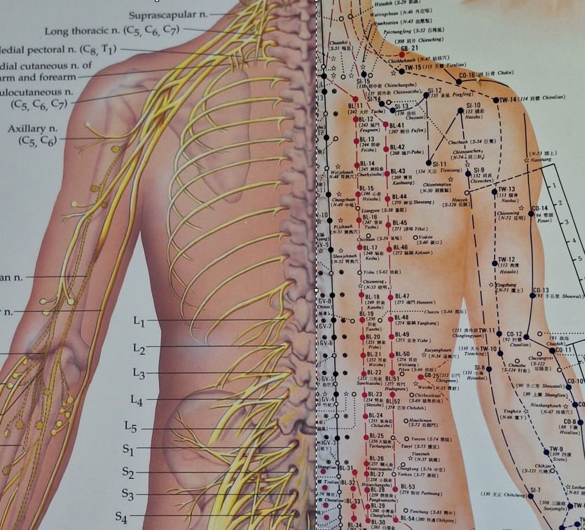 Chinese Medicine Acupuncture Chart Chinese Medicine Acupuncture Chart